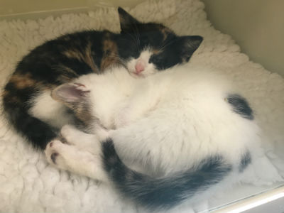 photo kittens